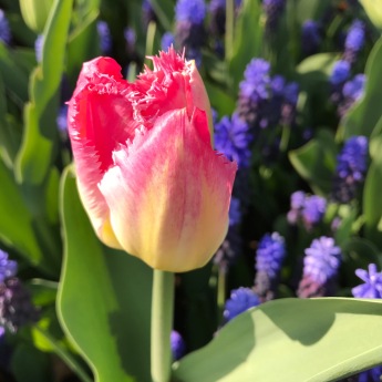 10 TIPS ON MUST-HAVES WHEN YOU GO TO SEE THE TULIPS IN KEUKENHOF THIS SPRING